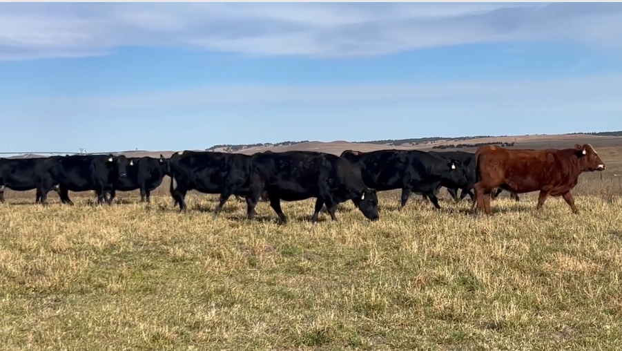 5 to Broken mouth, Good-Framed Bred Cows!-BC1113A5